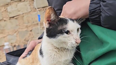 💔 Hungry and on the Verge of Death… Until Love Found Them 🐾