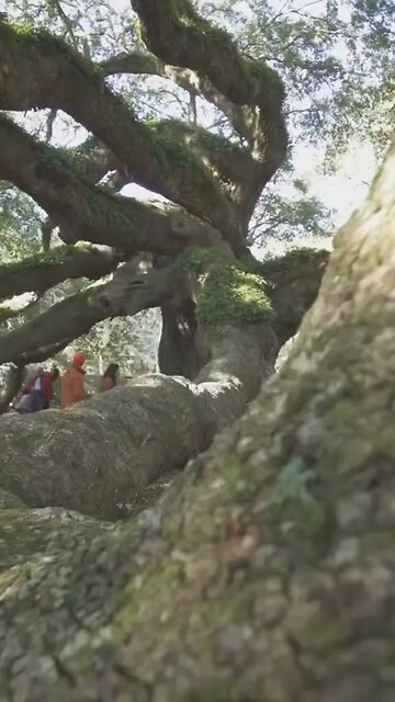 Some Guardians Wear Leaves Instead Of Armor