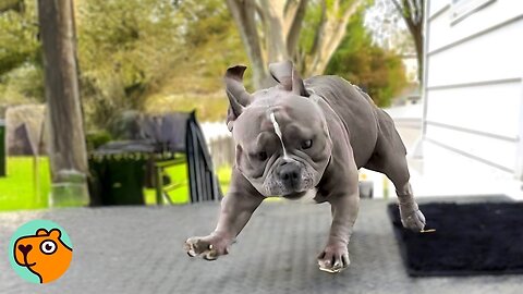 Mini Bully Gets Crazy Zoomies For The Cutest Reason | Cuddle Buddies