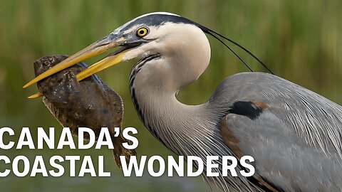 Spring to Summer in Canada’s Wilderness | Bird Migrations & Muskox Battles