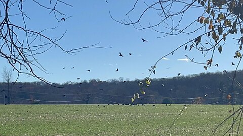 Ravens Enjoying the Harvest