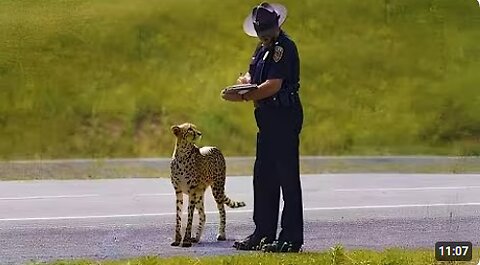 Craziest Wild Animal Encounters of All Time 🤪