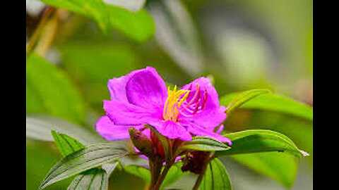 Can Osbeckia octandra Cure Your Liver
