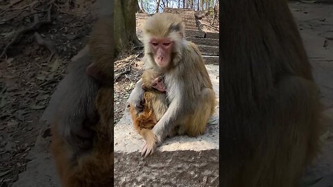 Funny monkey #23