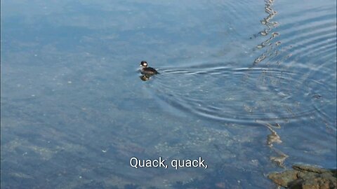 duck
