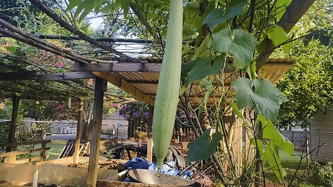 Vegetable Garden in my Brother in law house.