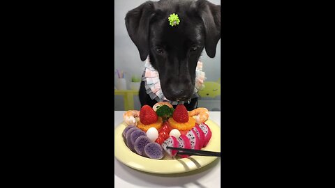 dogi ASMR 🤗😘