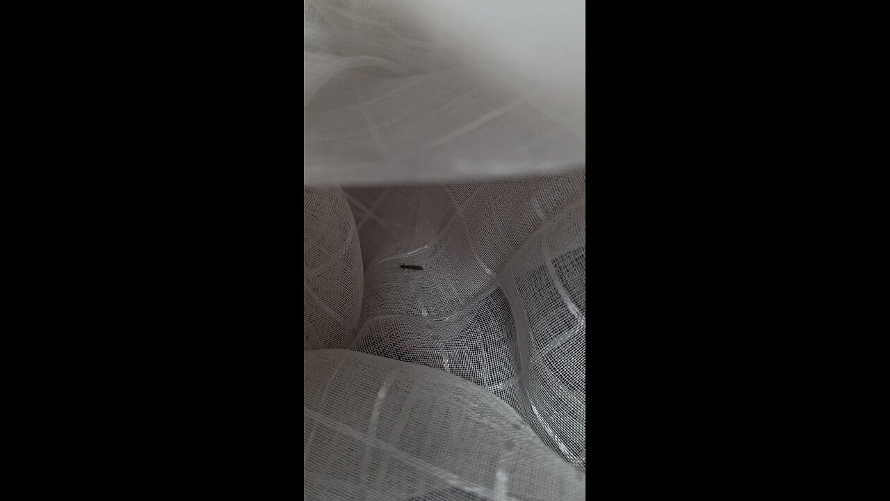 What bug is this?