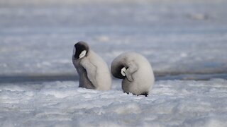 PENGUINS OF THE ANTARCTIC
