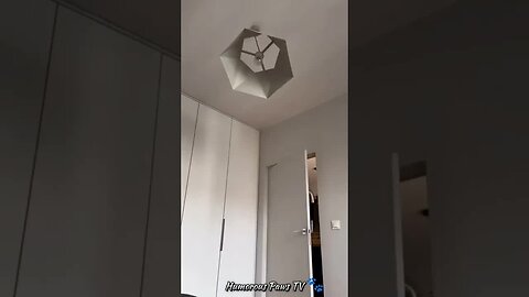 Funny animals 2024😂- Funniest Cats and Dogs Video😹🐶 #38