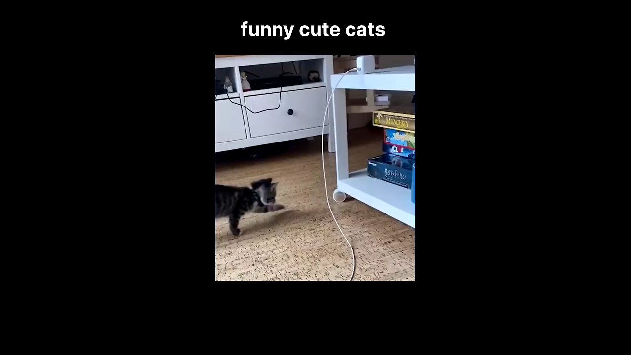 The Funniest Cat Fails Ever Caught on Camera