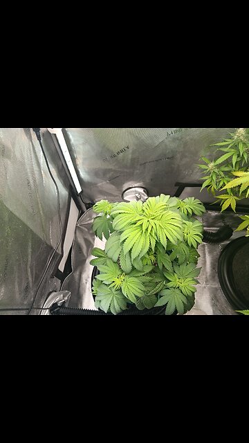 Fruity pebbles week 6 day 3