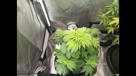 Fruity pebbles week 6 day 3