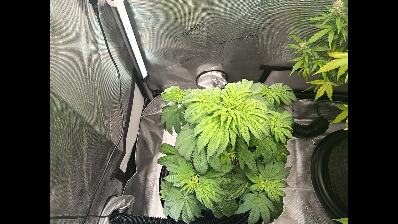 Fruity pebbles week 6 day 3