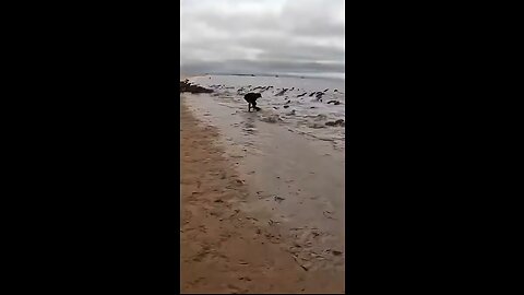 he saved the sea creature