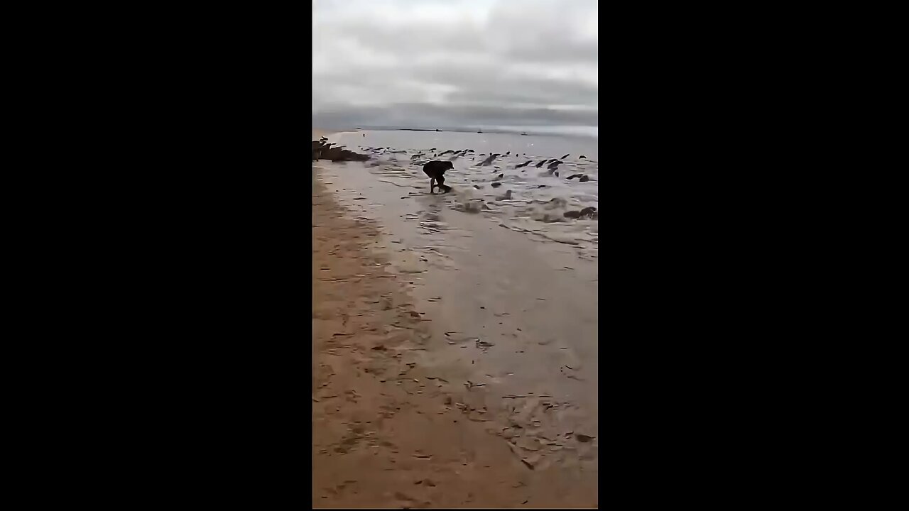 he saved the sea creature