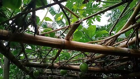 How to Make Passion Fruit Juice