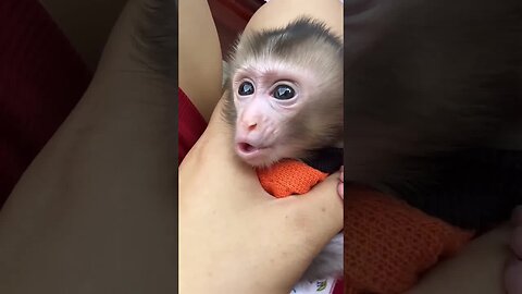 Baby monkey smiles are tiny bursts of pure happiness. 🥰