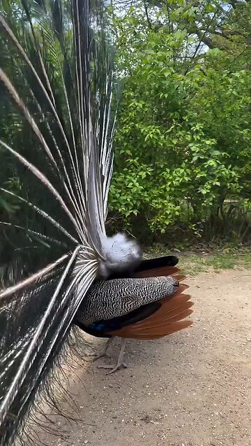 Peacock opening the wings
