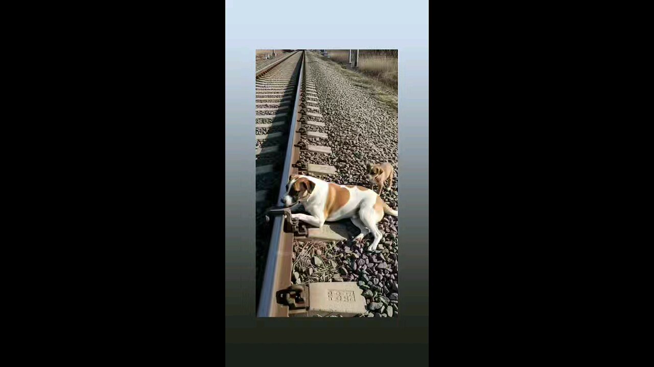 भावुक करने वाला विडिओ