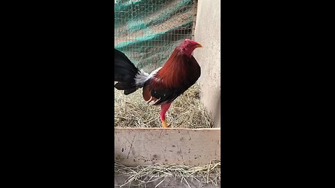 gallo 🐓