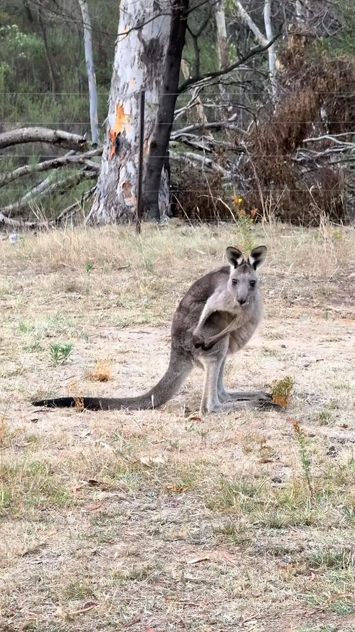 Kangaroos 🦘 Australian pride