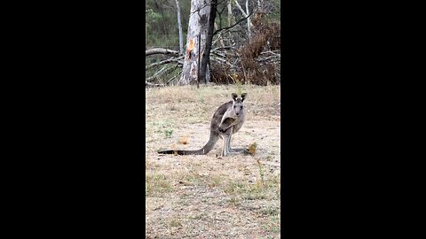 Kangaroos 🦘 Australian pride