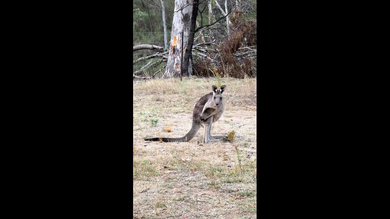 Kangaroos 🦘 Australian pride
