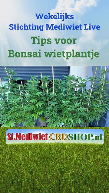 Tips voor bonsai wietplantje