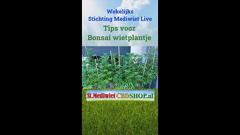 Tips voor bonsai wietplantje