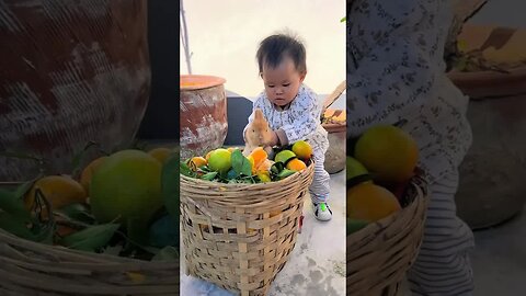 The little rabbit steals oranges and is discovered by the little owner. Cute pet debut plan. Rab