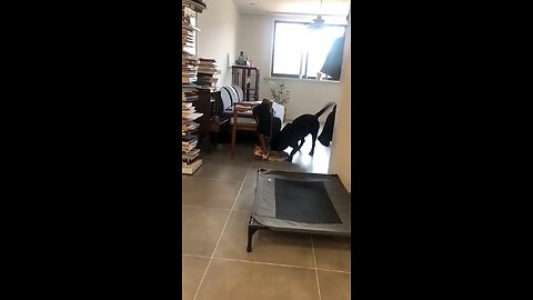 cats and dogs