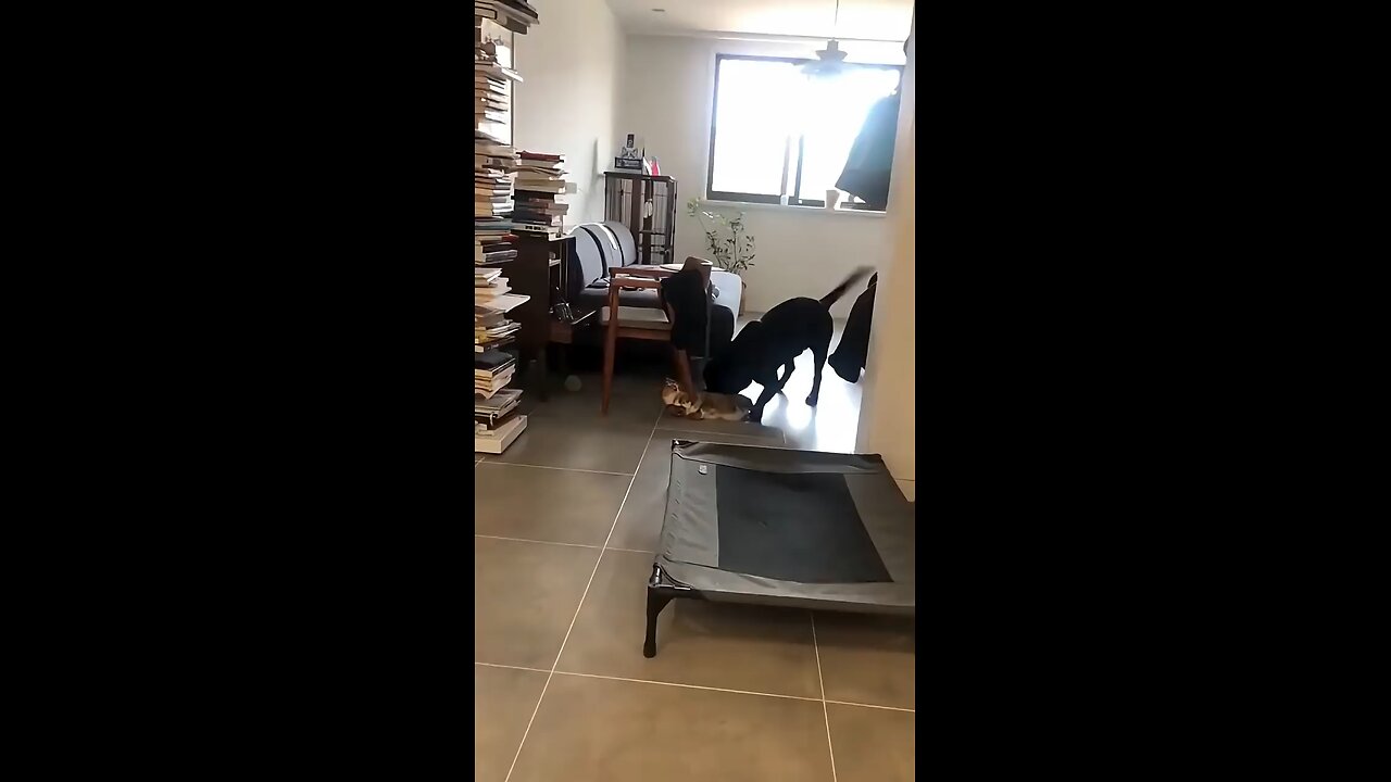 cats and dogs