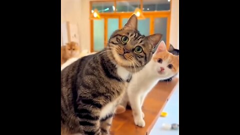 Cat Can’t Stop Talking Back to Owner 😂 | Funny Cat Moments 2025