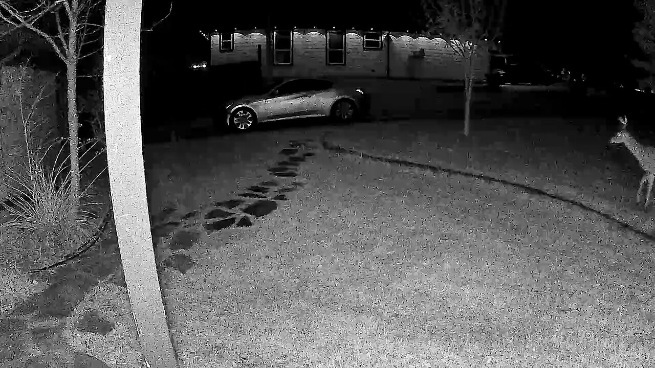 Seed corn, here and there.