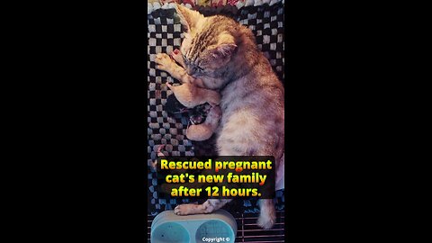 Rescued pregnant cat's new family after 12 hours #kittens #Irish #catgivesbirth