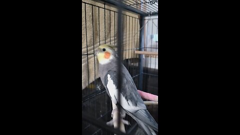 talking cockatiel banjo random funnies
