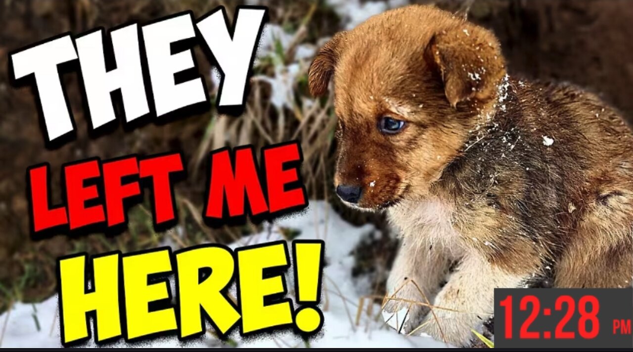 He Was Left to Die… But a Stranger Changed Everything ❤️ | True Rescue Story
