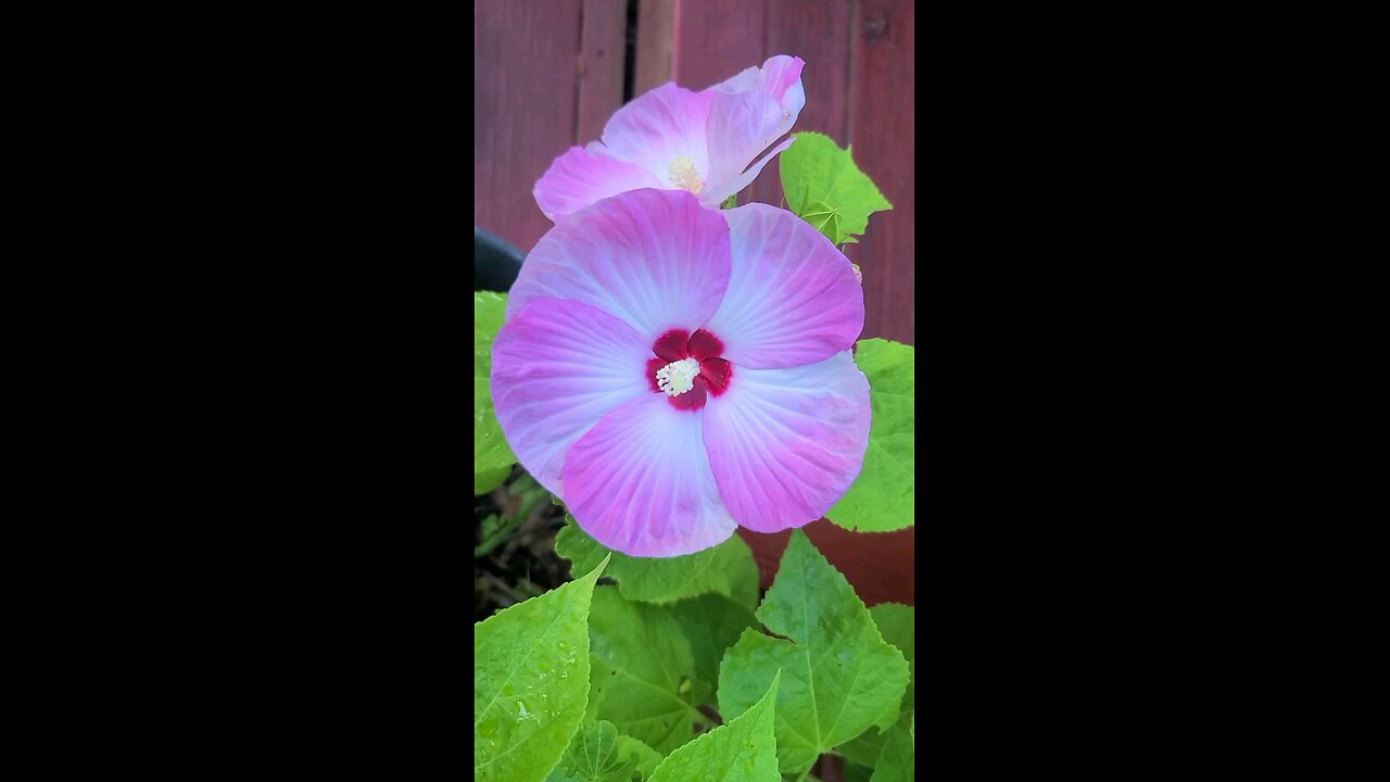 Cherry 🍒 Tomatoes 🍅