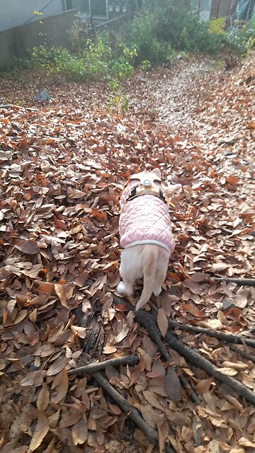 20251130. Jesus Christ Is King.