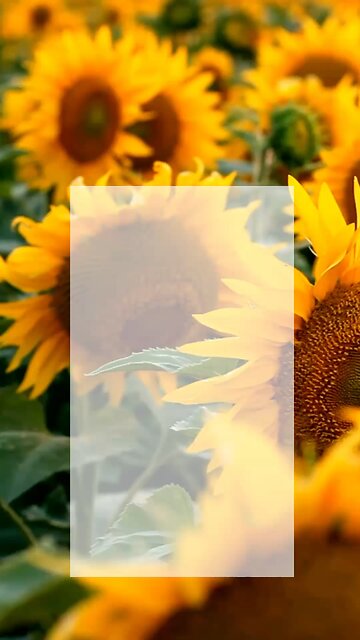 The Most Dangerous Lie Everyone Accepts