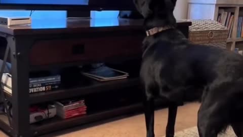 TV - DOG.