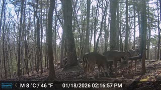 The Woods – 01/19/2026