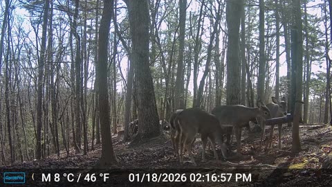 The Woods – 01/19/2026