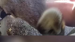 Officer Frees Young Deer Stuck in Fence