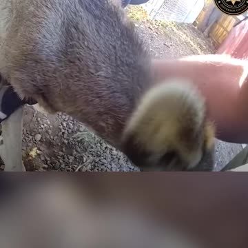 Officer Frees Young Deer Stuck in Fence