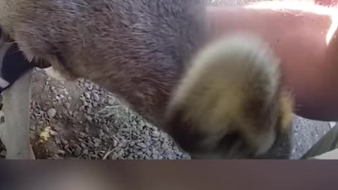 Officer Frees Young Deer Stuck in Fence