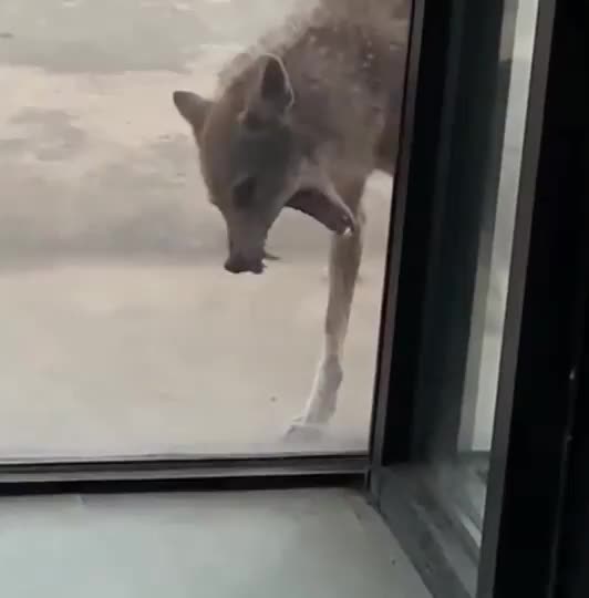 What would you do if this coyote shows up at your front door?