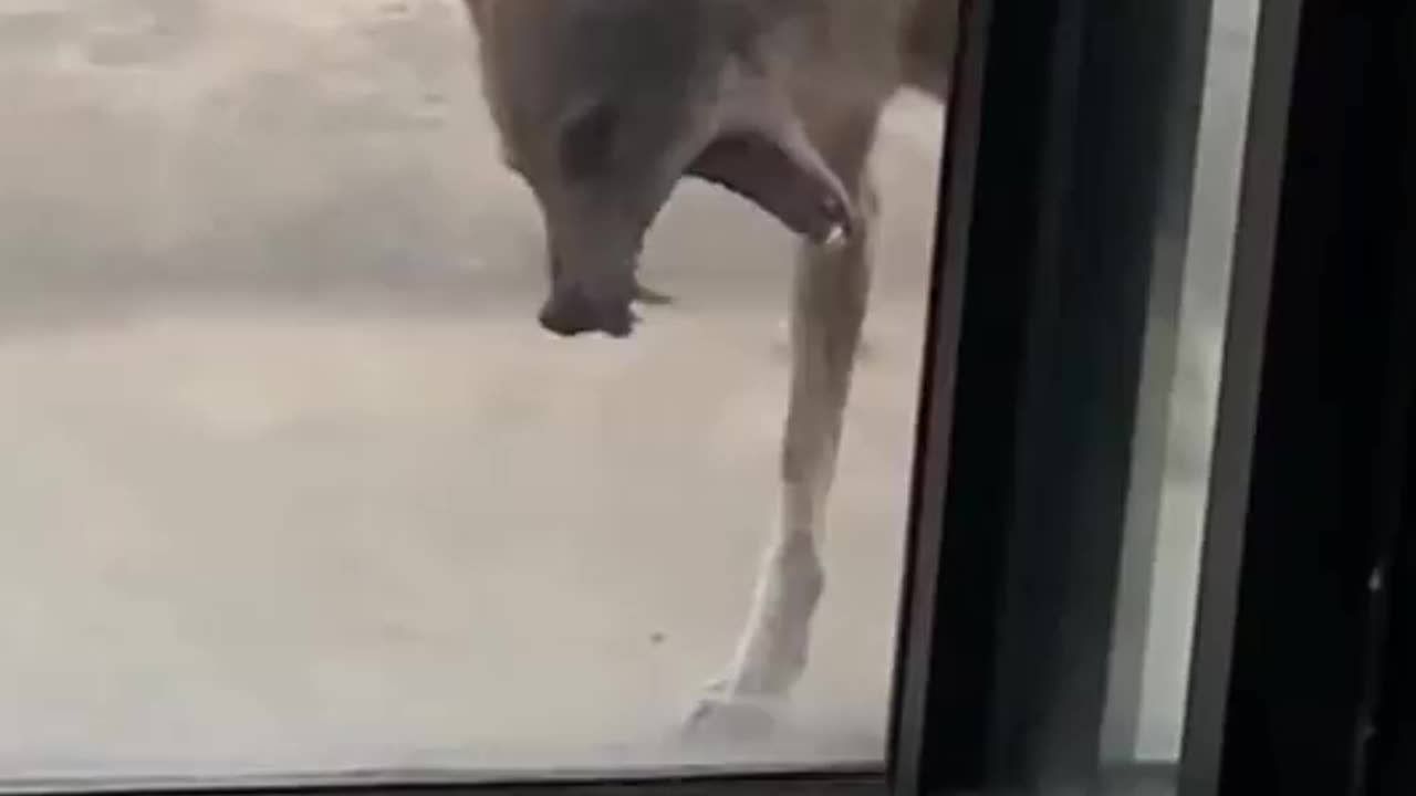 What would you do if this coyote shows up at your front door?