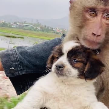 So cute! baby monkey hugs puppy while riding motorbike
